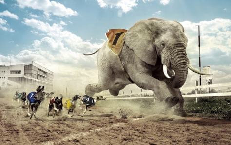155556_dogs-vs-elephant-racing-manipulation-hd-wallpaper_1600x1000